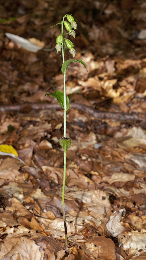 Chiave per orchidee sfiorite